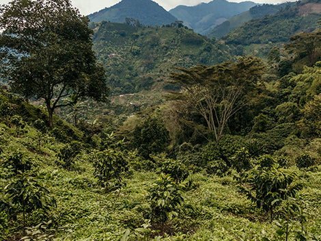 ORGANIC COLOMBIA CAUCA