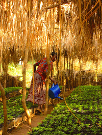 ETHIOPIA ABANA COFFEE ESTATE, SULLADJAH