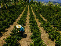 ORGANIC PERU EL PALTO