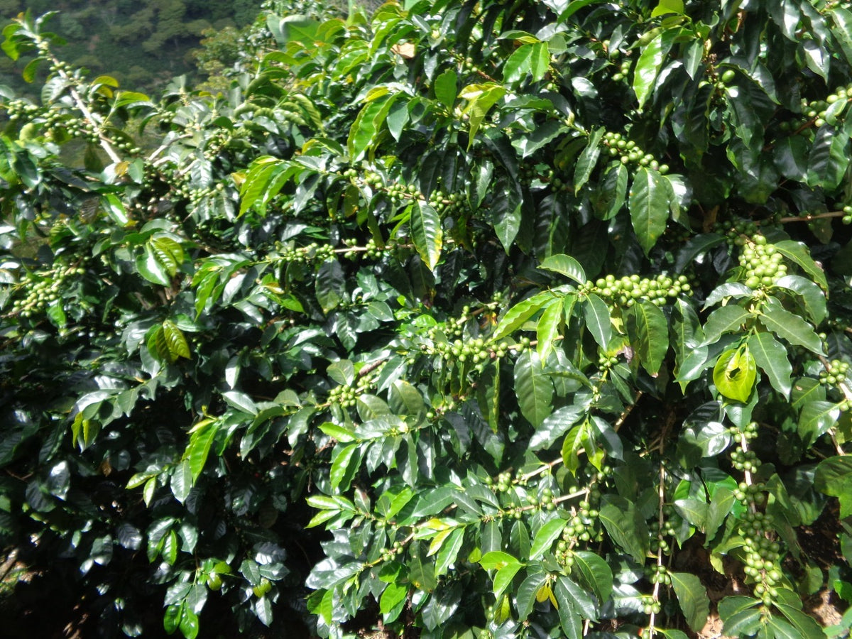 NICARAGUA NUEVA SEGOVIA, FINCA UN REGALO DE DIOS