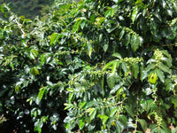 NICARAGUA NUEVA SEGOVIA, FINCA UN REGALO DE DIOS