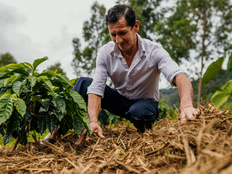 ORGANIC PERU EL PALTO