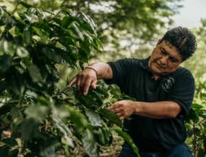 Organic Mexico Chiapas, San Cristobal