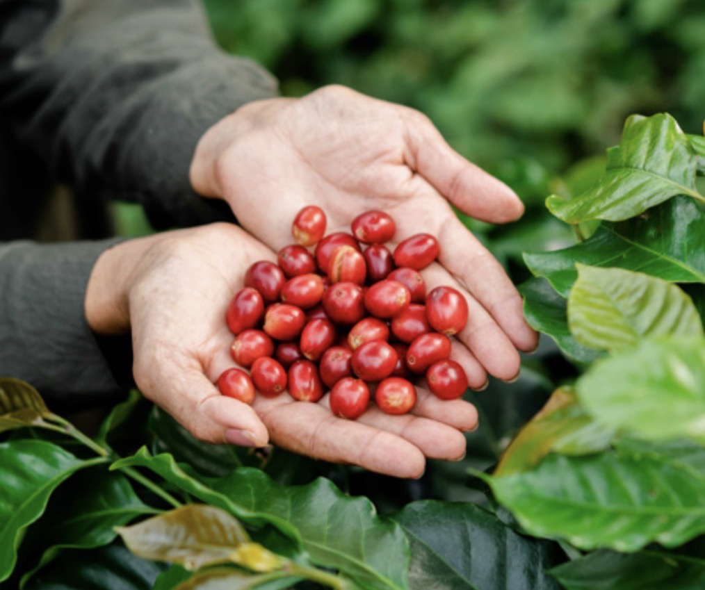 HONDURAS FINCA BENEDICION DE DIOS