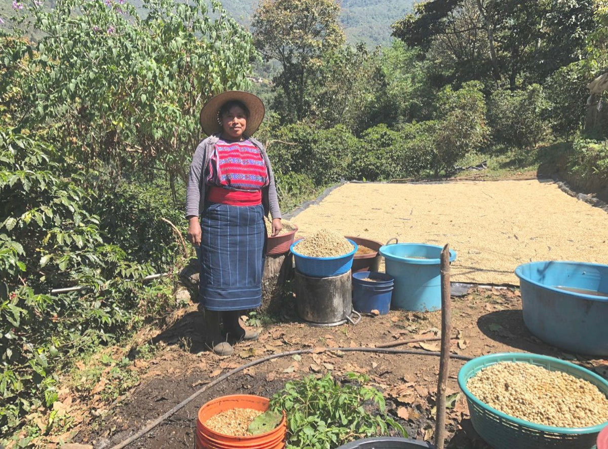 ORGANIC GUATEMALA HUEHUETENANGO