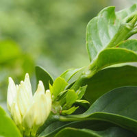 ORGANIC MEXICO CHIAPAS