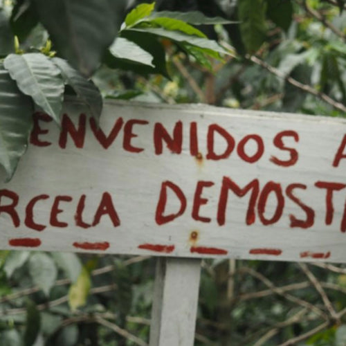 ORGANIC MEXICO CHIAPAS