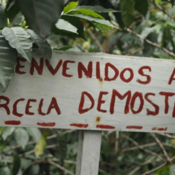 ORGANIC MEXICO CHIAPAS