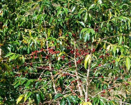 PAPUA NEW GUINEA, NEBILYER VALLEY