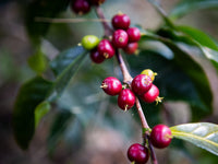 RWANDA NYAMASHEKE DISTRICT