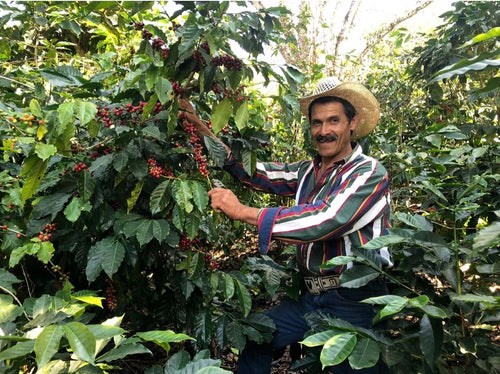 ORGANIC GUATEMALA HUEHUETENANGO