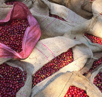ETHIOPIA ABANA COFFEE ESTATE, SULLADJAH